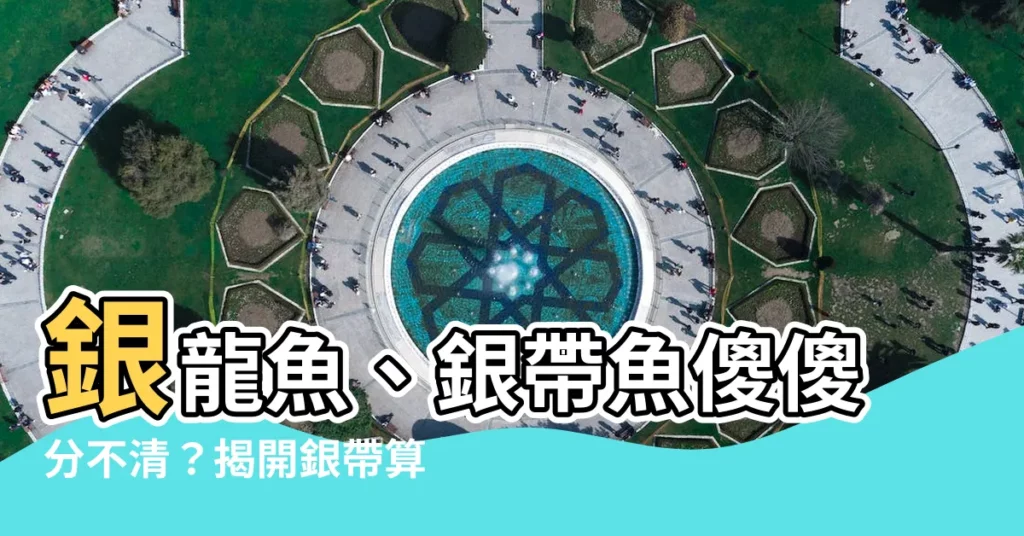 【銀帶算龍魚嗎】銀龍魚、銀帶魚傻傻分不清?揭開銀帶算龍魚嗎的驚人真相!