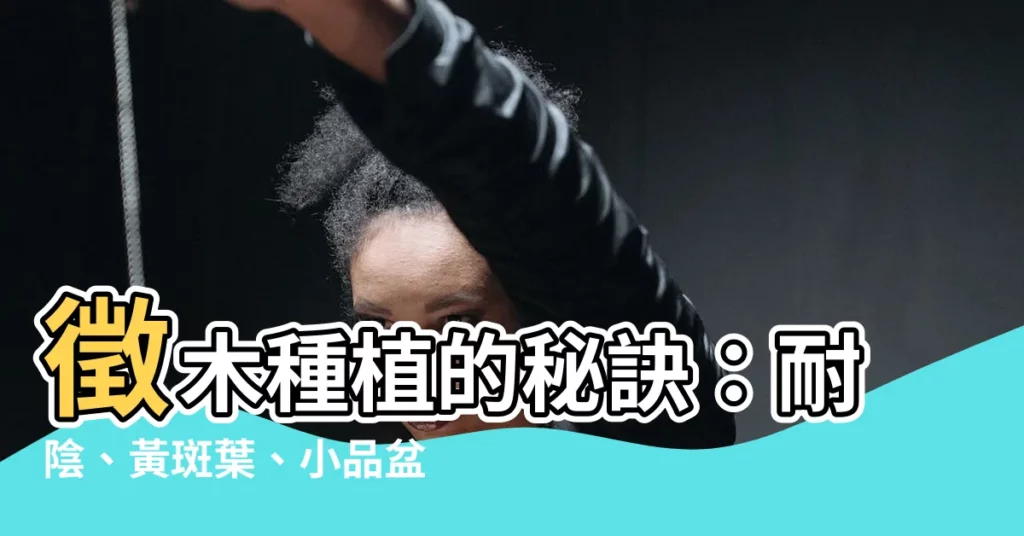 【徵木種植】徵木種植的秘訣:耐陰、黃斑葉、小品盆栽