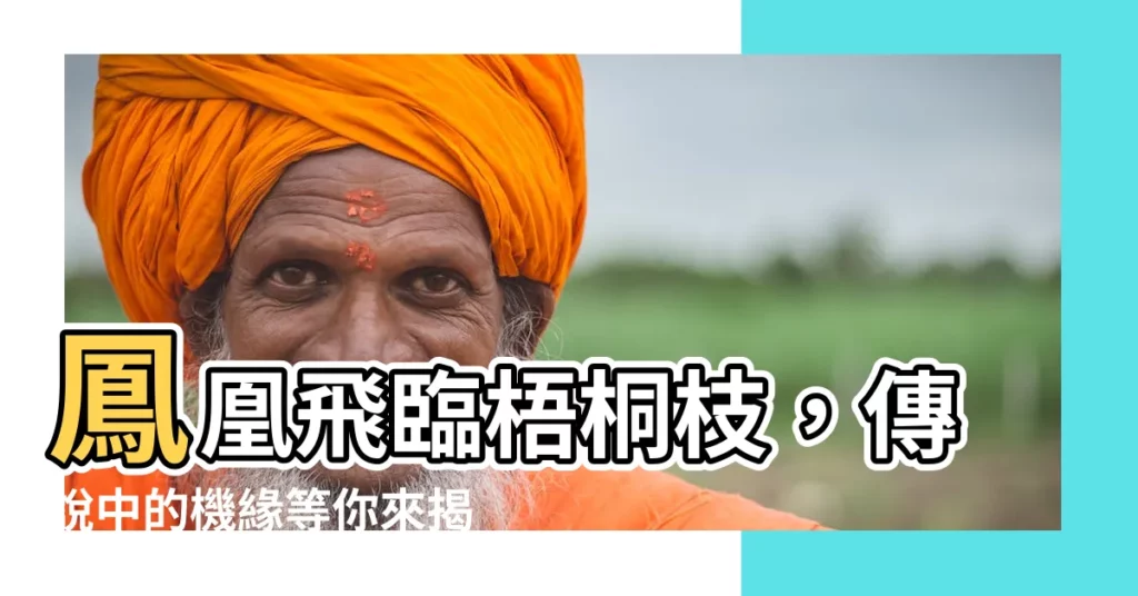 【梧桐樹 鳳凰】鳳凰飛臨梧桐枝,傳説中的機緣等你來揭曉!