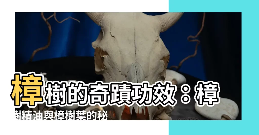 【樟樹功效】樟樹的奇蹟功效:樟樹精油與樟樹葉的秘密大公開!