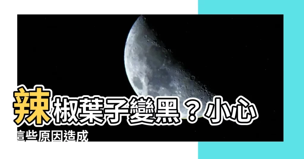 【辣椒葉子變黑】辣椒葉子變黑?小心這些原因造成